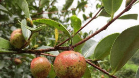 茶籽树的种植密度