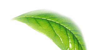 金花茶是国家一级保护植物吗 