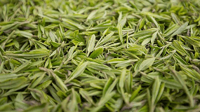 龙井茶是茶叶的品种吗