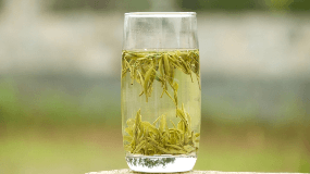 白茶的香气特点是什么 