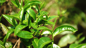 南平松溪绿茶