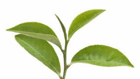 绿茶属于什么茶类属于轻发酵吗