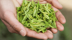 浙江安吉白茶干茶市场