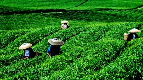 梵净山茶叶多少钱一斤