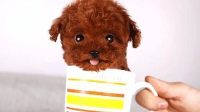 茶杯犬的价格是多少钱一只