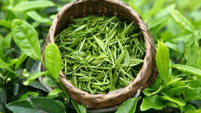 绿茶多酚的功效与作用