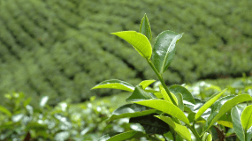 绿杨春茶是名茶吗