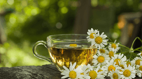 喝胎菊花茶有什么作用和功效
