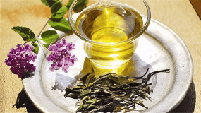 安吉白茶属于绿茶还是红茶