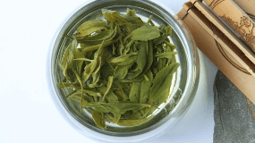 崂山绿茶生长条件