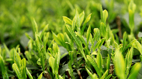 生态绿茶功效和作用