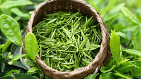 白沙绿茶最贵是多少钱一斤