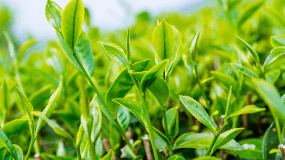 绿茶中国产量最多的一类茶叶是不经过