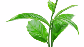 绿茶排行和产地