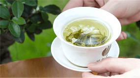 茉莉花茶是什么茶种