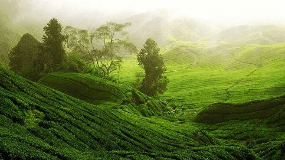 普洱地区的主要产茶区