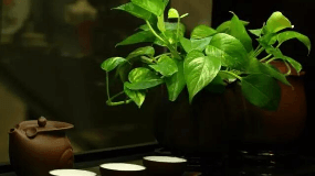 轻姿植物代用茶功效