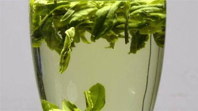 六安瓜片茶树图片
