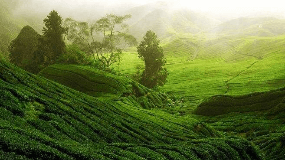 绿茶排行榜及功效