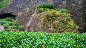 大红袍茶叶的形状图片