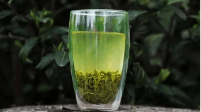 绿茶能清除体内尼古丁吗