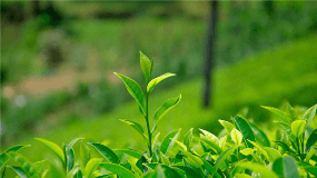 山茶树品种有哪些