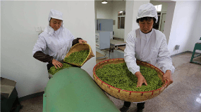 福建茶叶企业