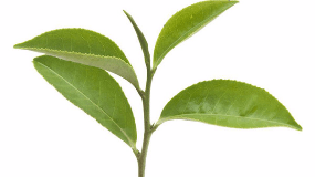 绿茶品种的区别