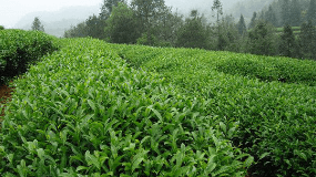 福建泉州茶叶种类
