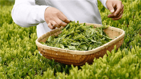 贵州湄潭茶叶品种