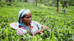 独特的气候环境是斯里兰卡茶叶质量的保障