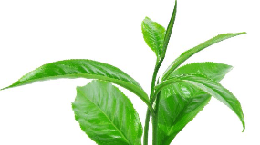 最贵的绿茶多少钱一斤