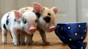 茶杯猪多少钱一只（茶杯猪多少钱一只幼崽）