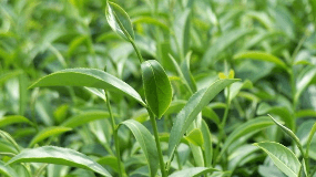山茶树苗怎样种植