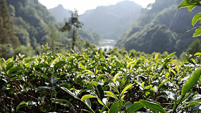 中国茶叶种类及功效