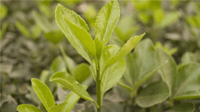 茶叶品种及特征