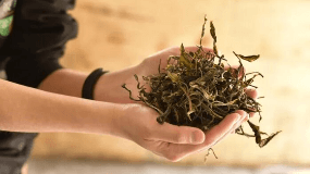 草绿茶福利在线导航