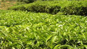 杭州的绿茶