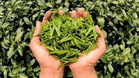 普陀佛茶每亩产量