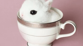 茶杯兔图片（茶杯兔图片大全可爱）