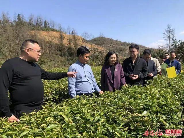 岳阳市乡村振兴对口帮扶保靖县聚焦茶叶产业合作