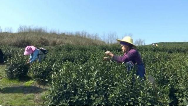 安龙龙山镇：4800亩春茶开采