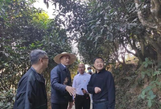 省人大常委会调研组到临沧、保山开展古茶树保护立法调研
