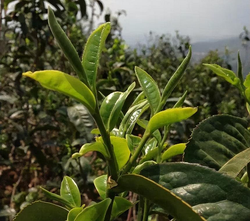 普洱茶区——景谷