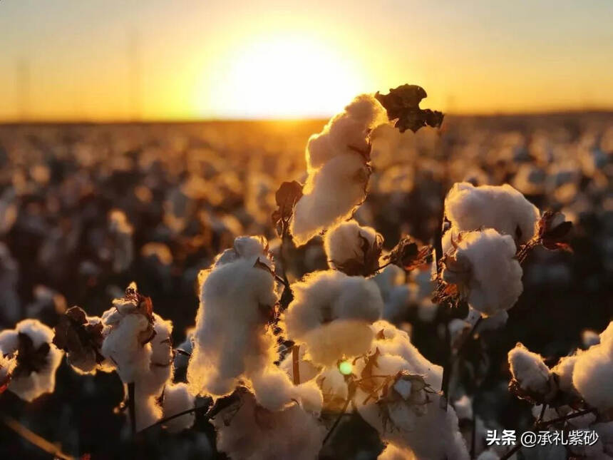为什么是新疆的棉花？