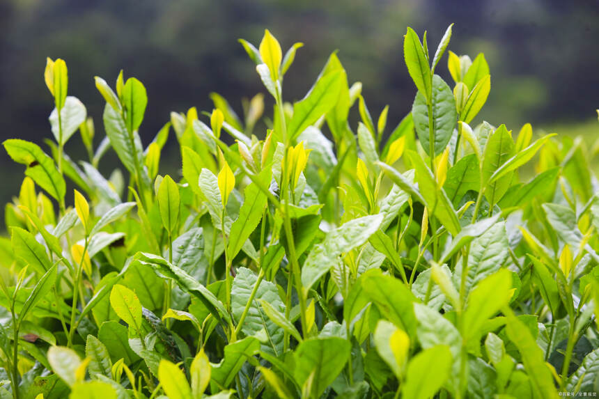 「科普茶叶」关于绿茶的茶知识，你能了解多少？