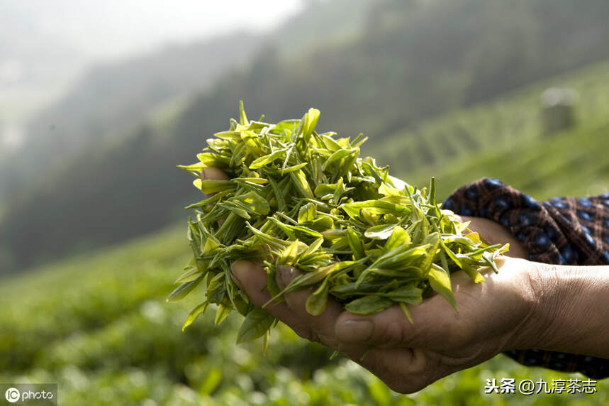你的家乡有过贡茶吗？