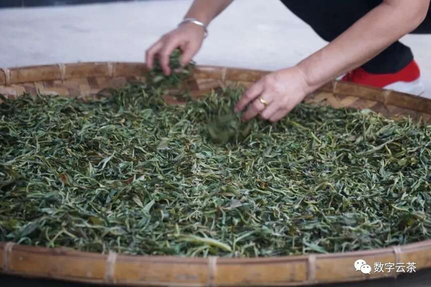 茶百科 丨 同样是发酵，普洱熟茶与红茶有何区别？