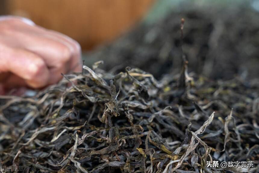 茶研室 丨 普洱茶的原料为什么是晒青而不是烘青炒青？