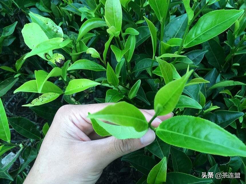 到底是什么样的天时、地利、人和让凤凰单丛成为了潮汕本地茶？